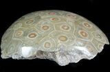 Polished Fossil Coral Head - Morocco #44925-2